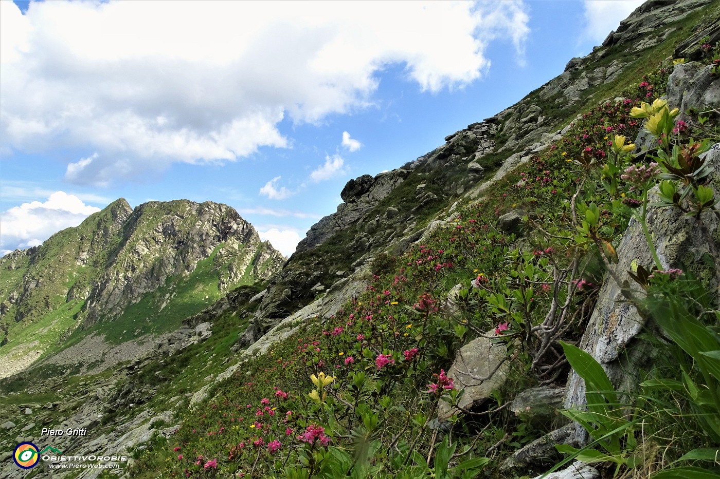 53 Salendo per traccia e a vista tra rododendri rossi.JPG